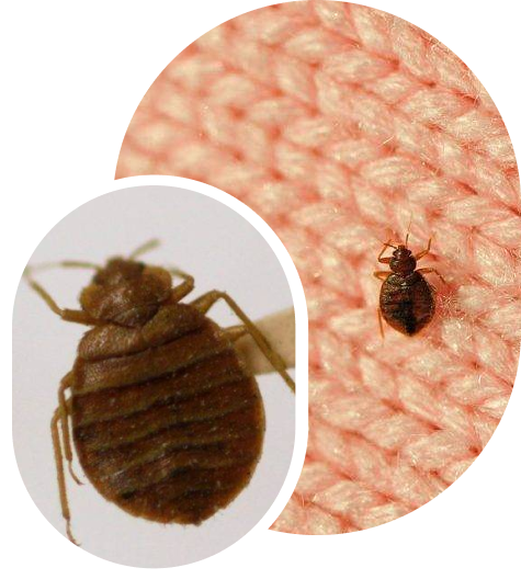 Bed Bug Treatment Process